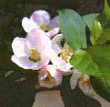 foto da flor