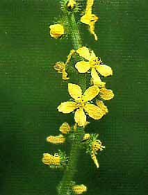 foto da flor