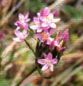 foto da flor