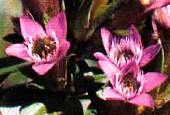 foto da flor