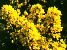 foto da flor