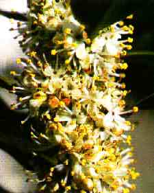 foto da flor
