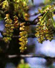 foto da flor