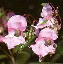 foto da flor