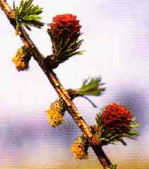 foto da flor