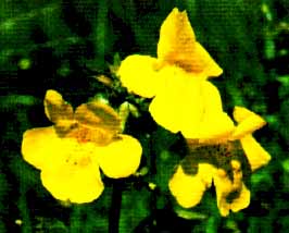 foto da flor