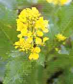 foto da flor