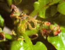 foto da flor