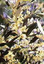 foto da flor