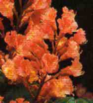 foto da flor