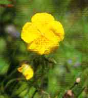 Foto da flor