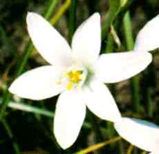 foto da flor