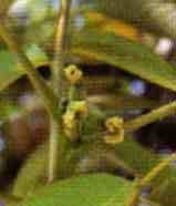 foto da flor