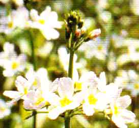 foto da flor