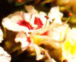 foto da flor