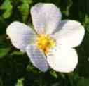 foto da flor